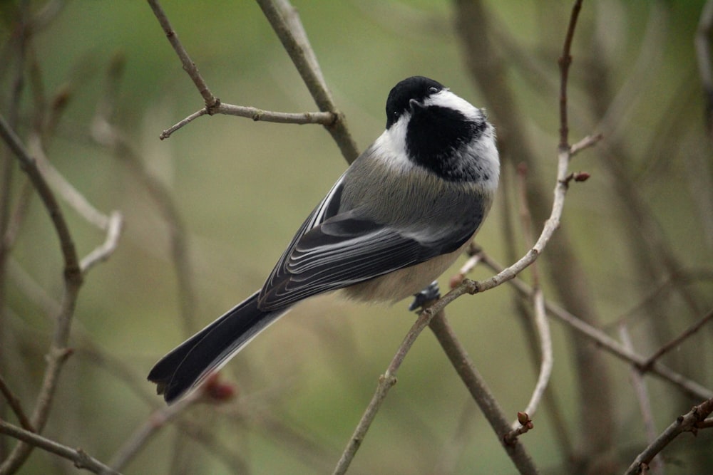 a black and white bird perched on a tree branch