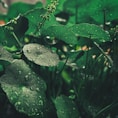 a close up of a plant with water droplets on it