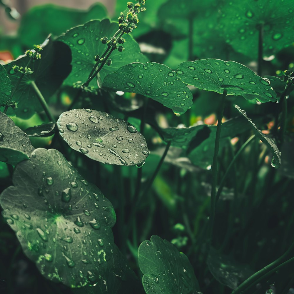 a close up of a plant with water droplets on it