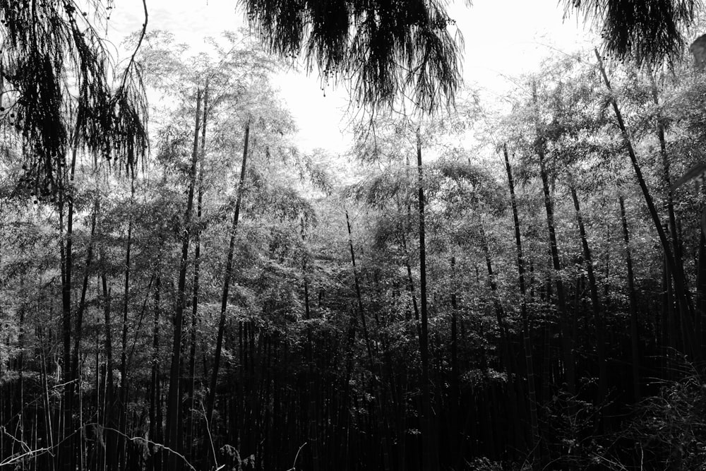 Uma foto em preto e branco de uma floresta de bambu