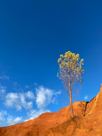 a lone tree on top of a hill under a blue sky