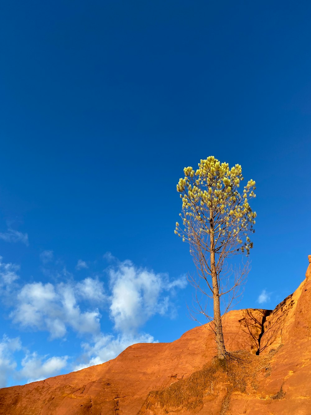 Ein einsamer Baum auf einem Hügel unter blauem Himmel