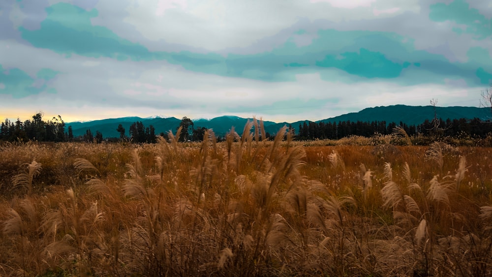 a field of tall grass with mountains in the background