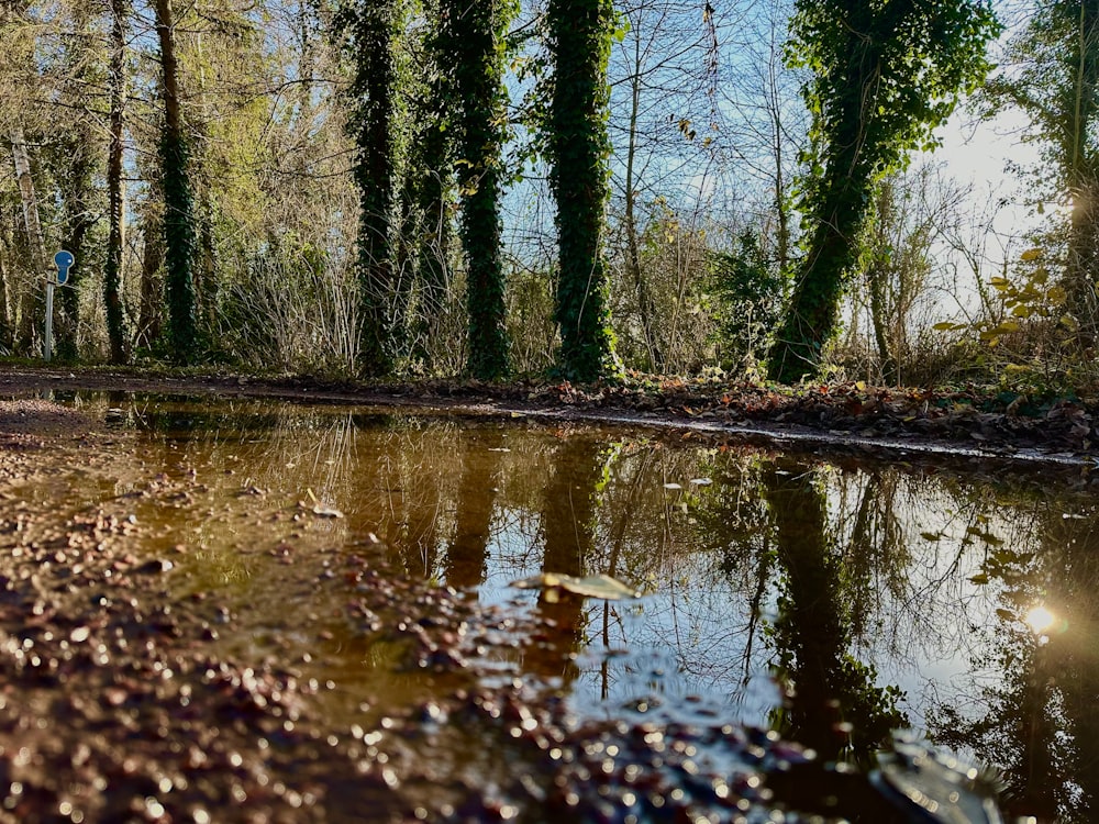 a body of water surrounded by lots of trees