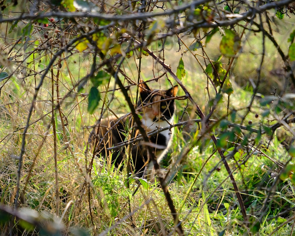 un gatto seduto in mezzo a un campo erboso