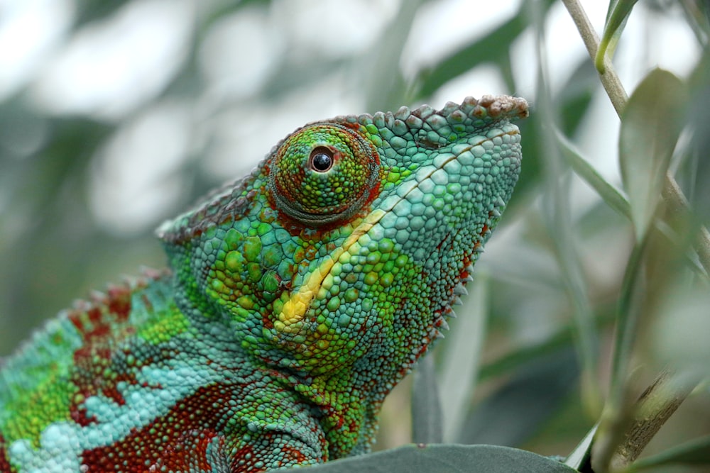 um close up de um camaleão verde e vermelho