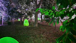 A glowing enchanted forest with twinkling fairy lights and whimsical creatures peeking through the trees.