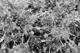 Close-up of a frailejón with dew drops in the early morning.