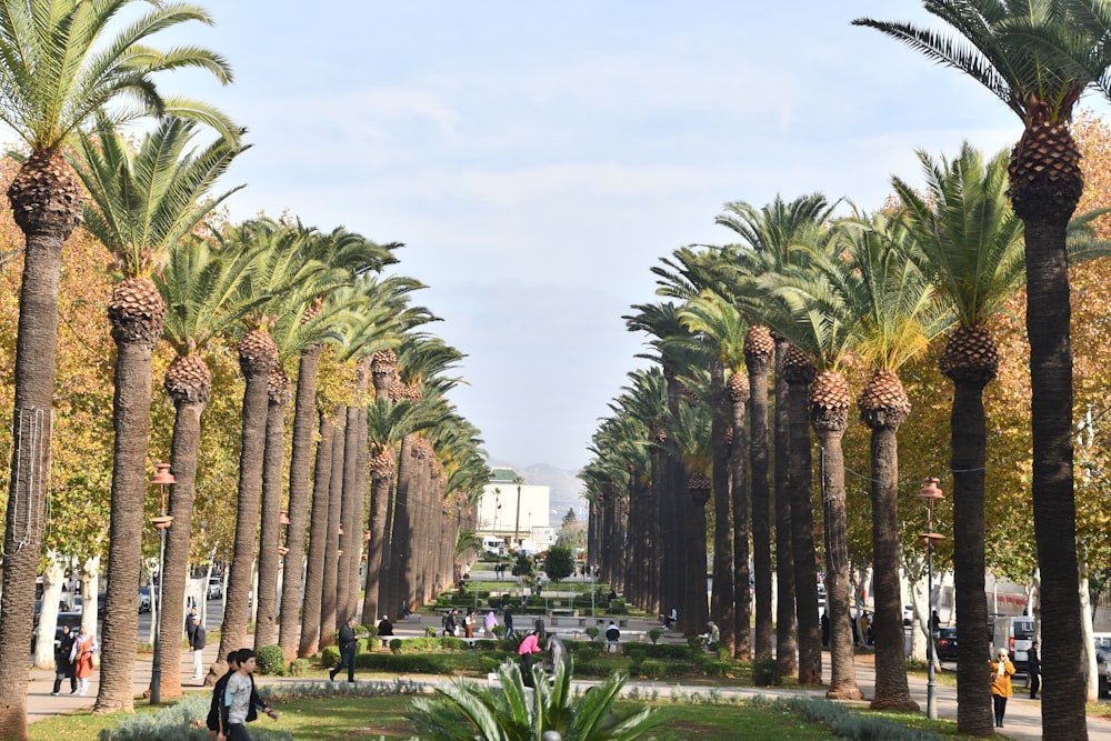 a group of palm trees in a park