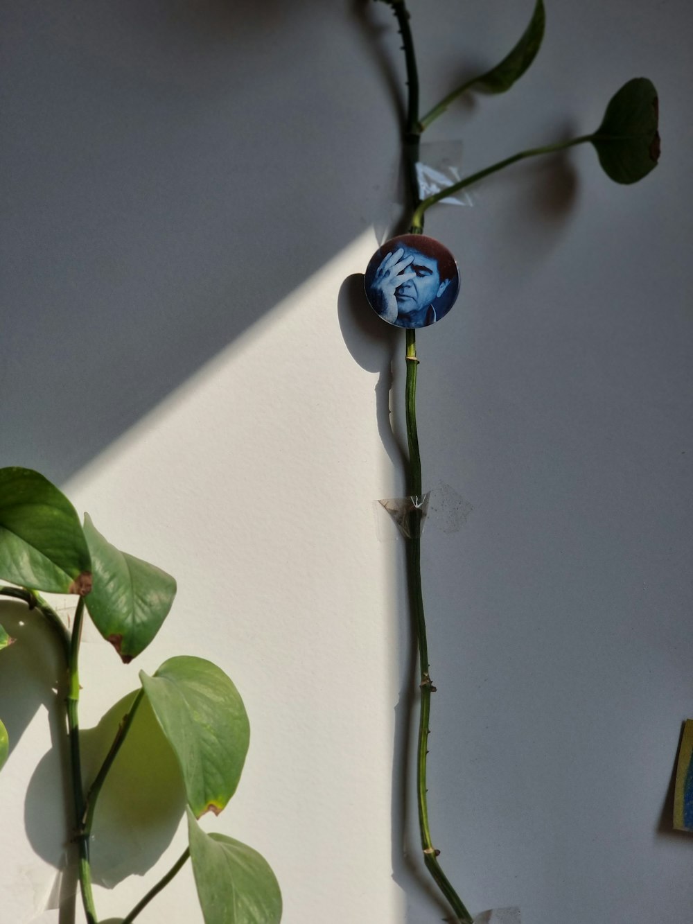 a plant with a blue face on it next to a white wall