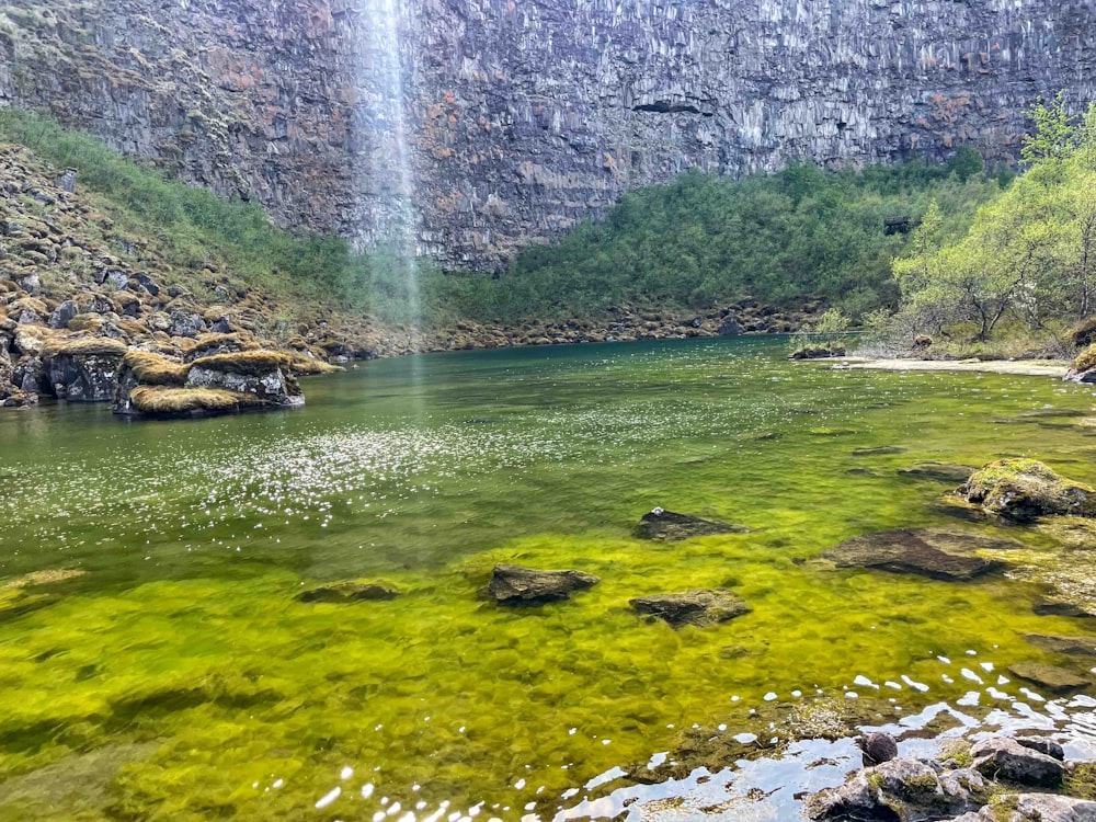 a large body of water surrounded by a lush green forest