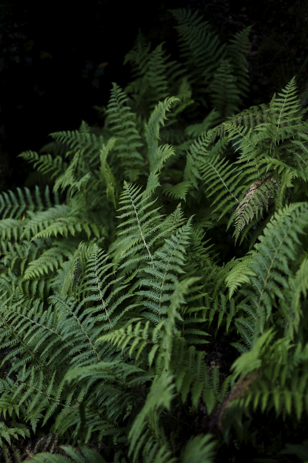 a close up of a bunch of green plants