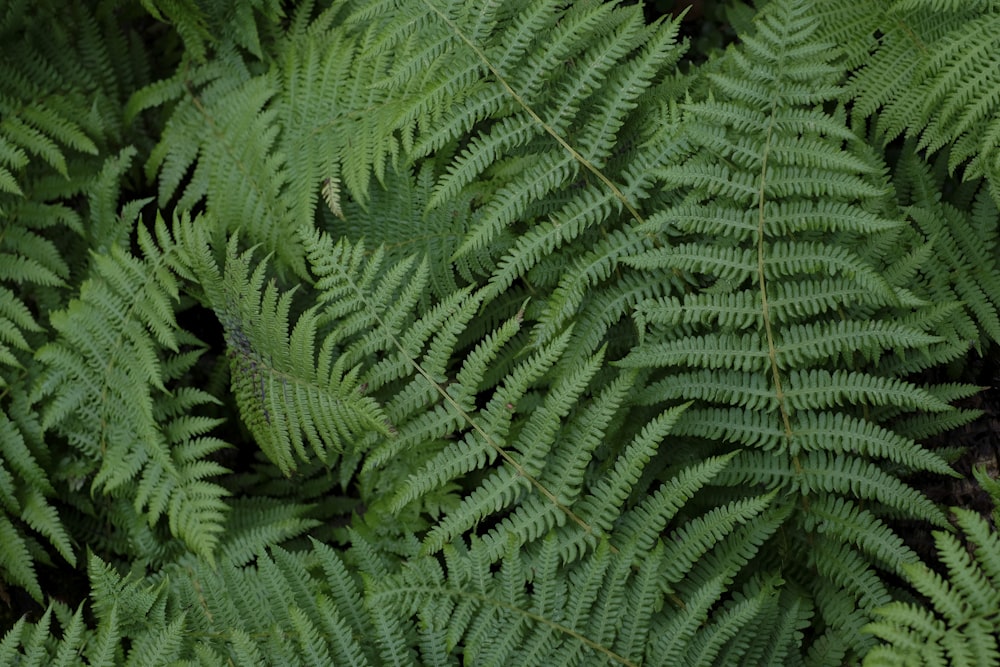 a close up of a green plant with lots of leaves