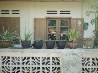 Several potted plants are neatly arranged on a concrete ledge, in front of a weathered wooden door. The backdrop features a simple, light-colored wall with ventilation slits at the top. The plants, in a variety of pots, include aloe and other leafy species. A vintage electrical panel is attached to the wall on the right.