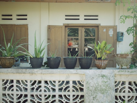 Several potted plants are neatly arranged on a concrete ledge, in front of a weathered wooden door. The backdrop features a simple, light-colored wall with ventilation slits at the top. The plants, in a variety of pots, include aloe and other leafy species. A vintage electrical panel is attached to the wall on the right.