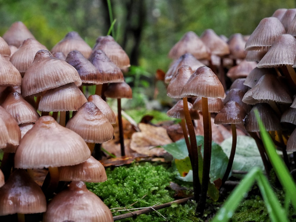 a group of mushrooms growing in a forest