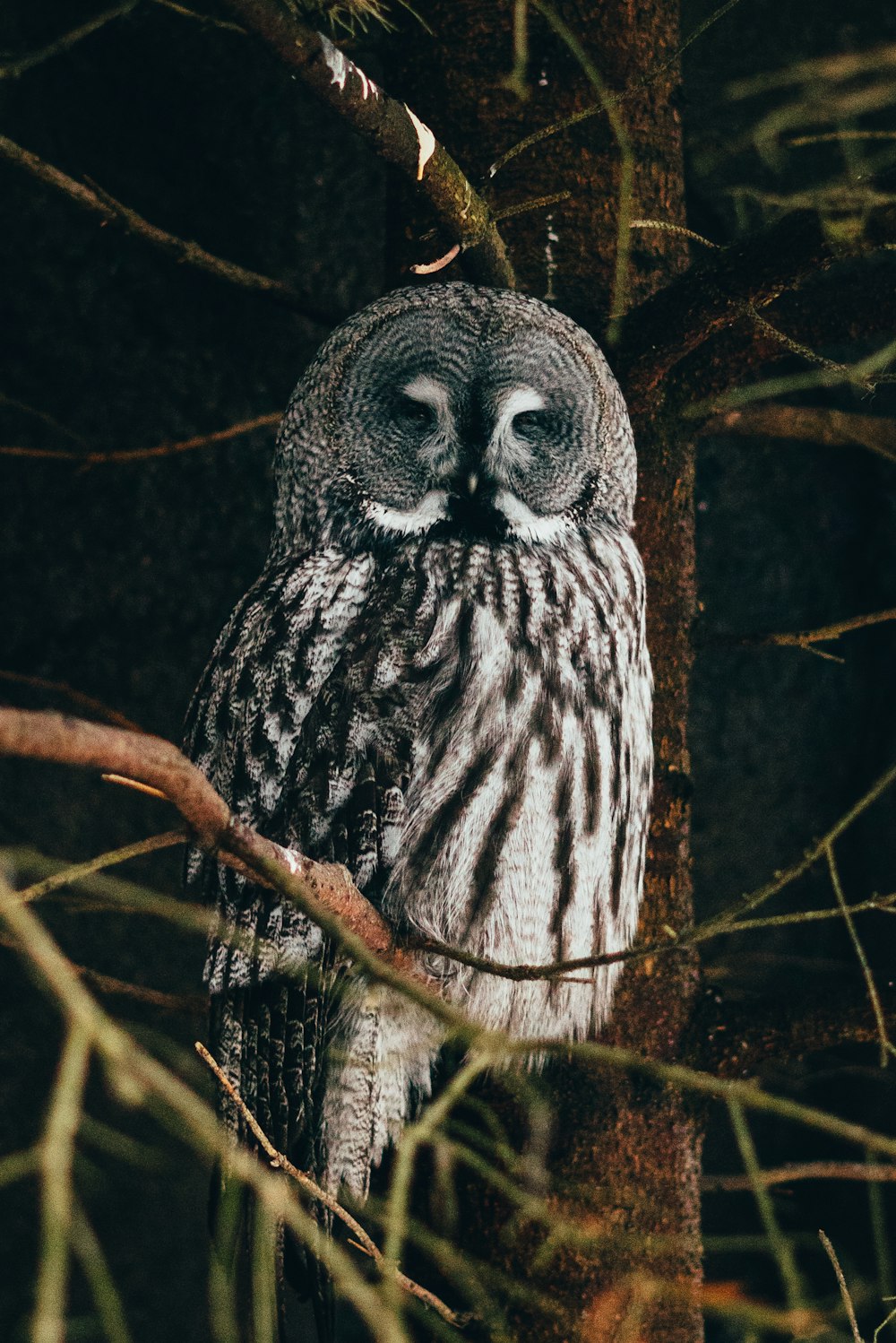 an owl is perched on a tree branch