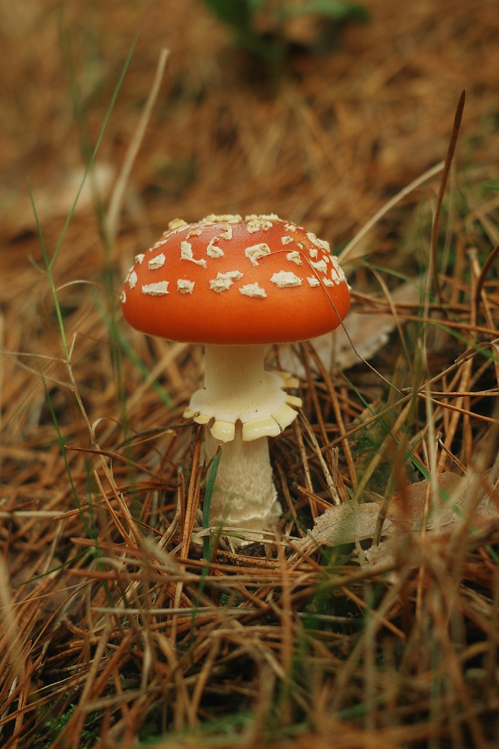 a close up of a mushroom on the ground