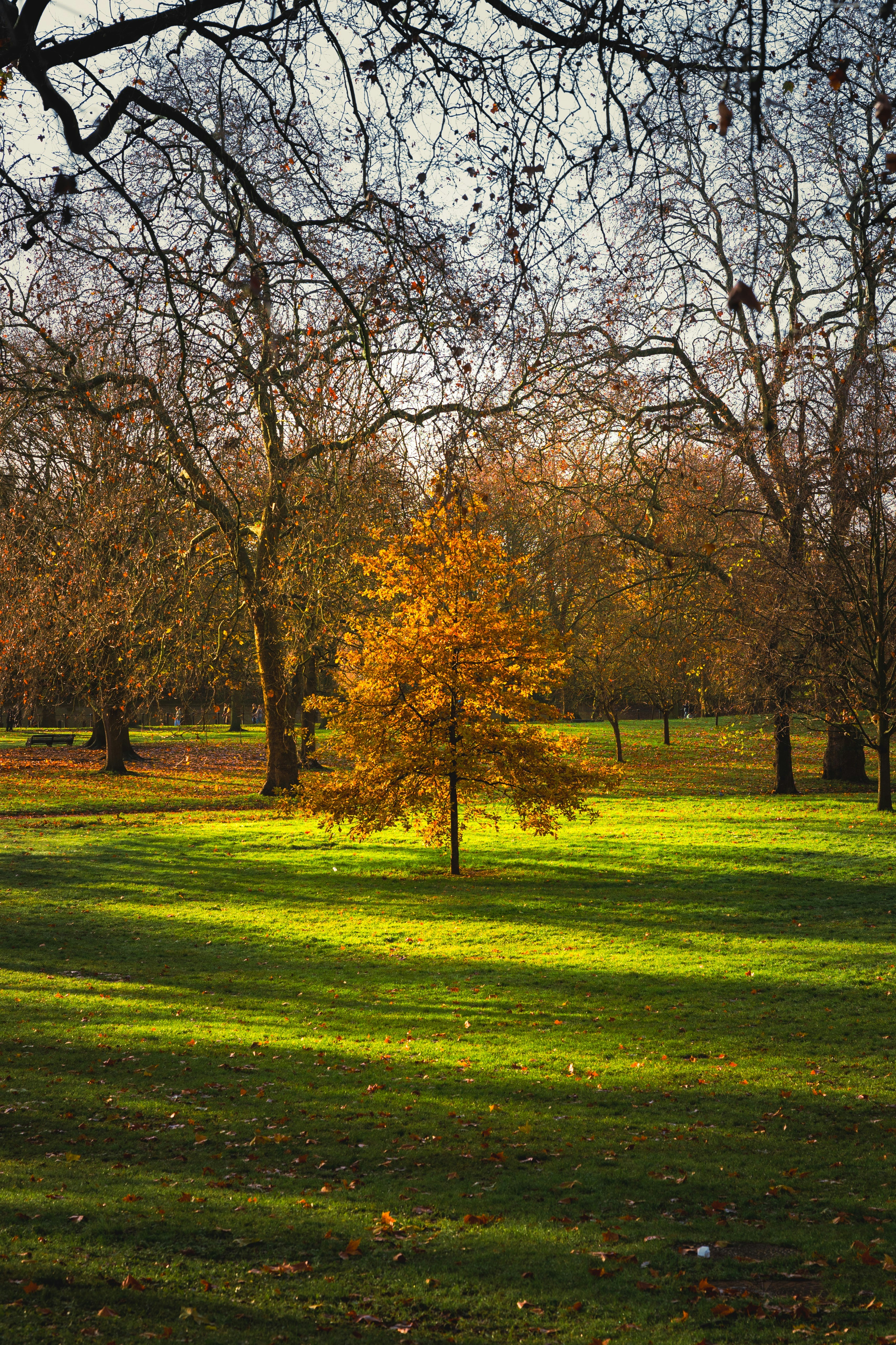 Photo by romanellophotos