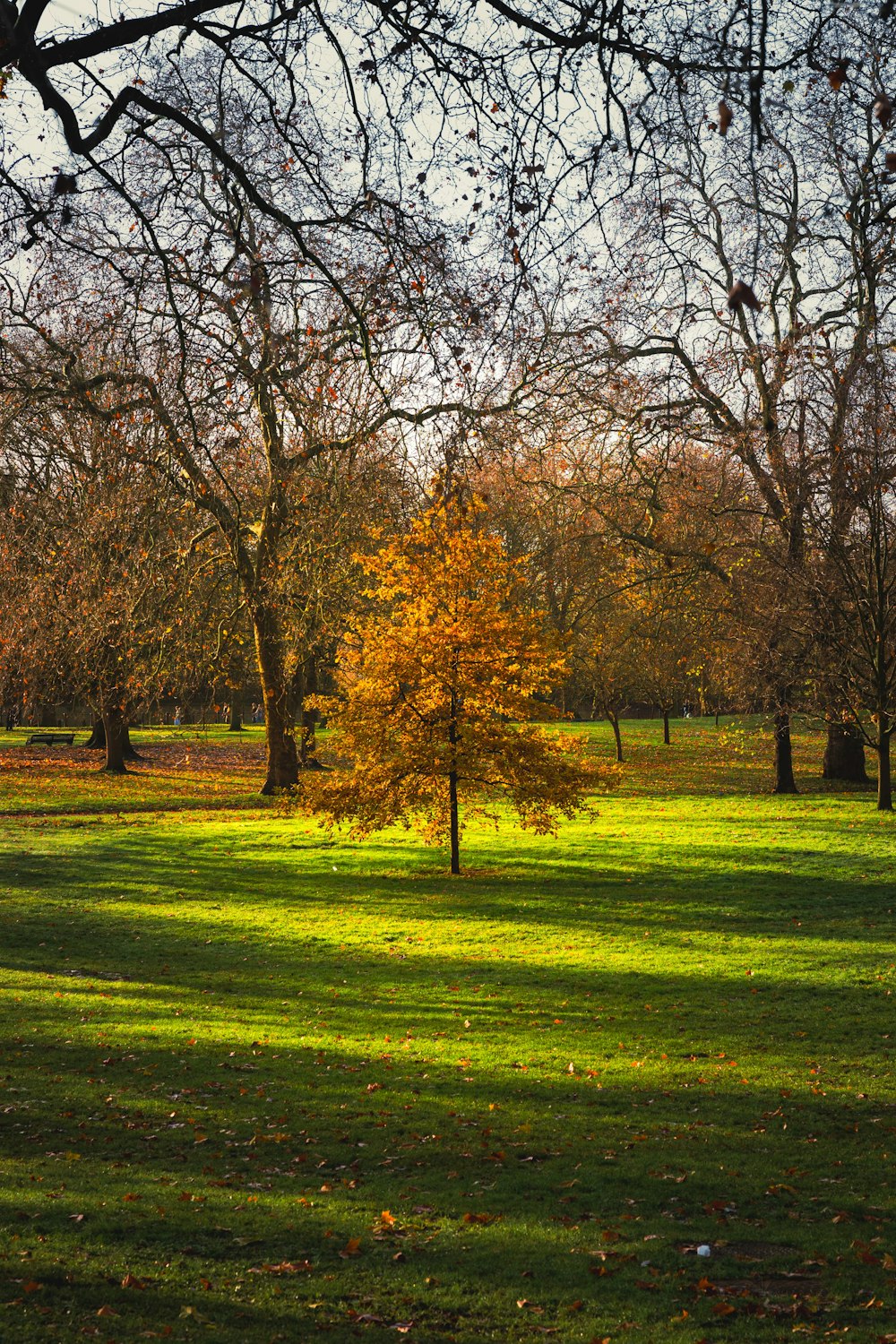 a tree in the middle of a grassy field