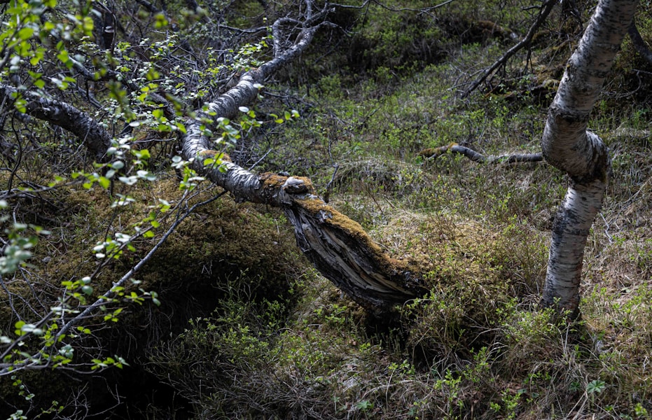 Šumska terapija: Kako šetnja prirodom poboljšava zdravlje, smanjuje stres i jača imunitet