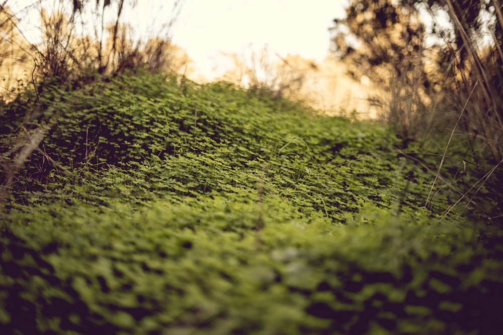 a patch of grass that is growing on the side of a hill