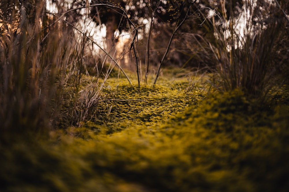 a grassy area with trees and bushes in the background