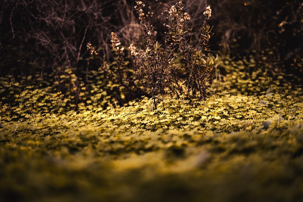 a small bush with yellow flowers in the middle of a field