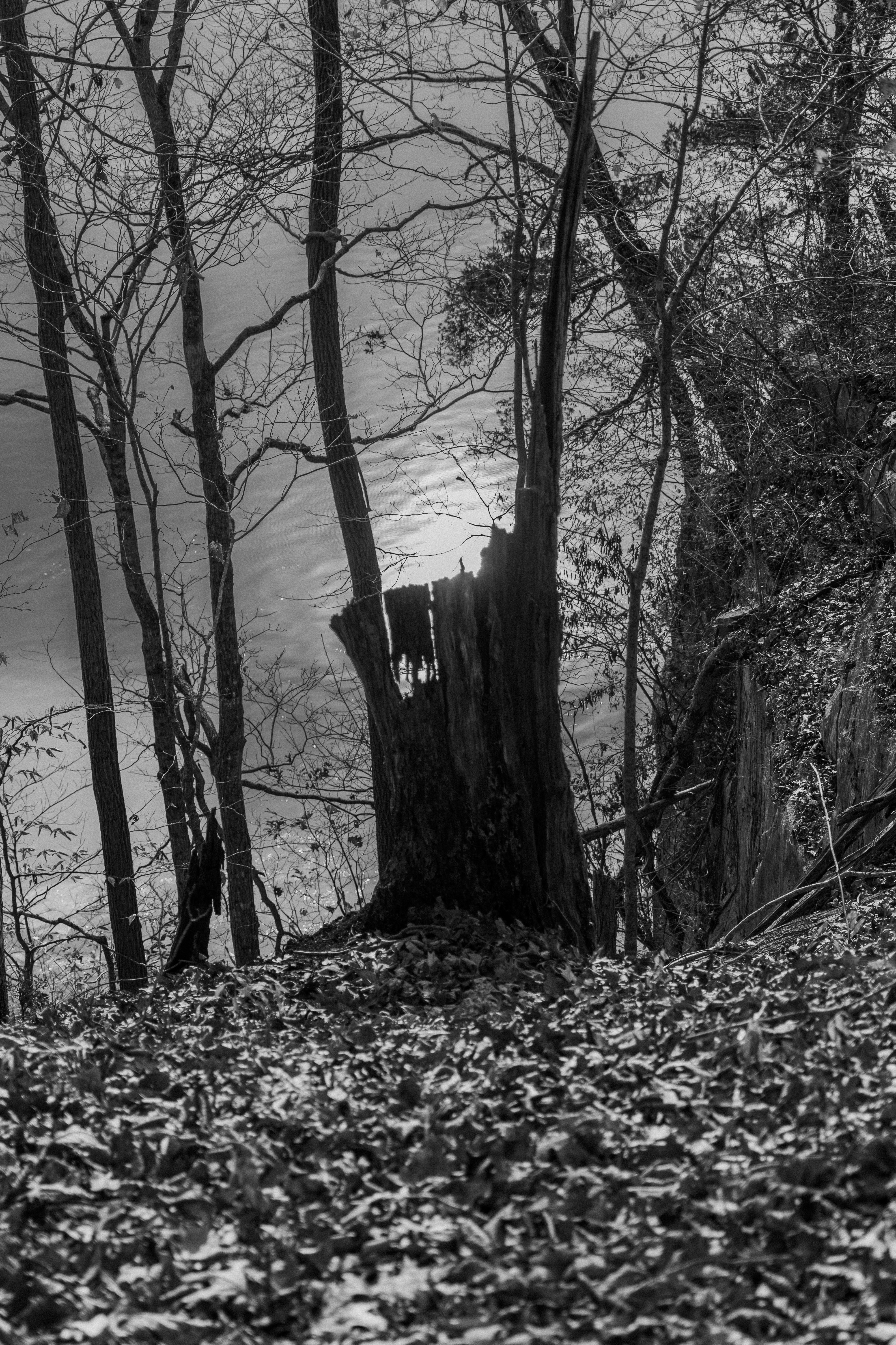 a black and white photo of a tree stump