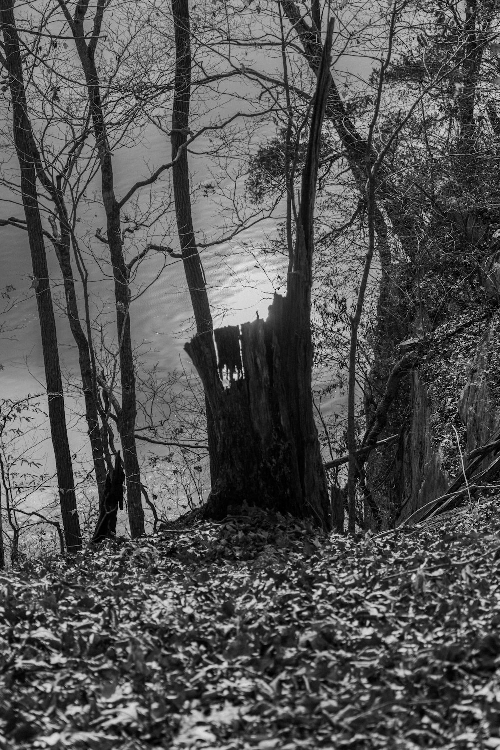 a black and white photo of a tree stump