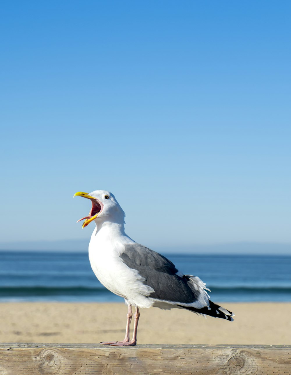 a seagull with its mouth open on the beach
