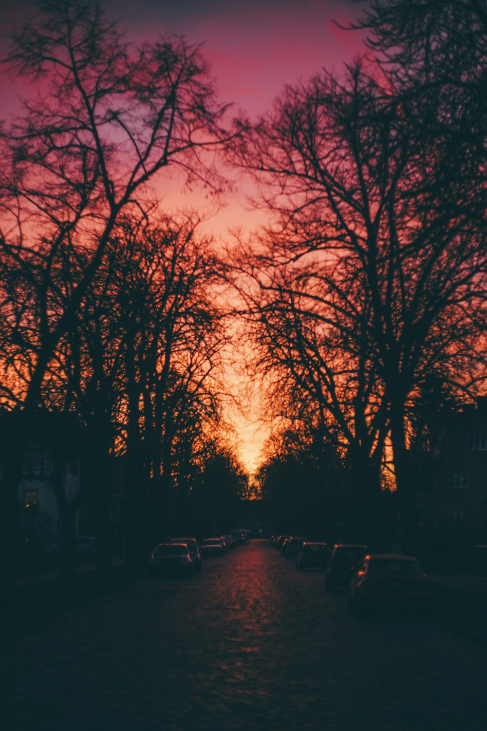 the sun is setting over a street lined with trees