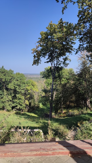 A serene view of lush green plots nestled among tall trees under a clear blue sky in Nainital.