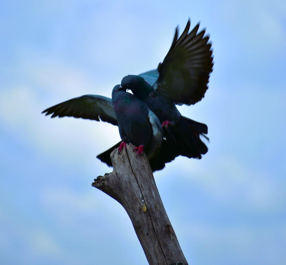 a couple of birds sitting on top of a wooden pole