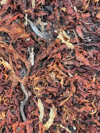 A collection of dried seaweed scattered on the ground, displaying various shades and textures. Some pieces are twisted and curled, creating a complex, organic pattern.