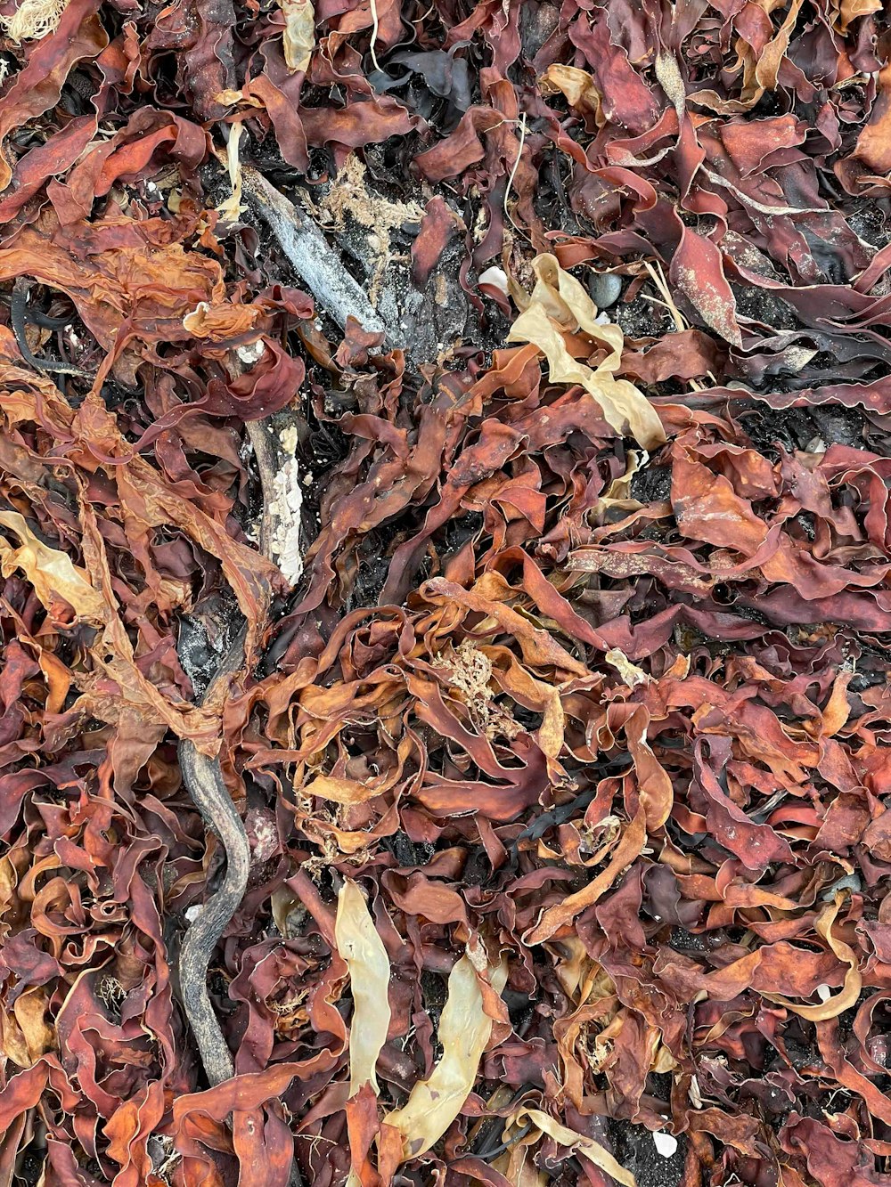 a close up of a bunch of leaves on the ground