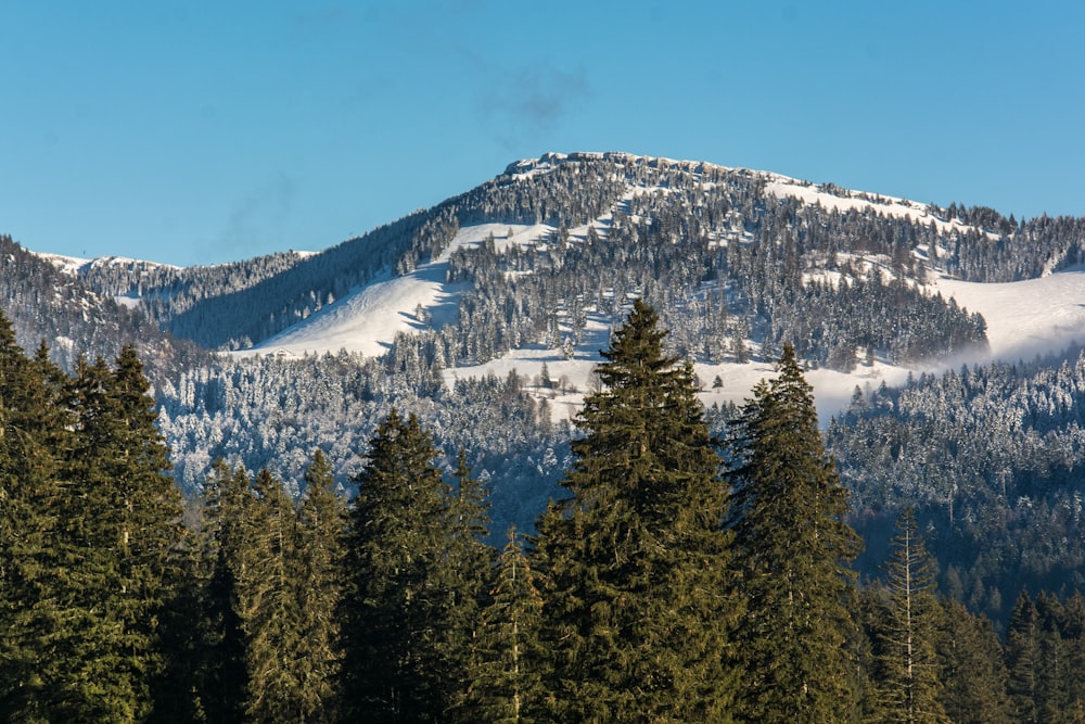 a mountain covered in snow surrounded by trees