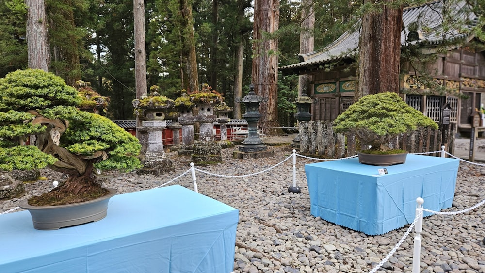 a couple of bonsai trees sitting on top of a stone ground