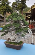 A well-crafted bonsai tree with intricate branches and lush green foliage is placed in a rectangular pot. The tree's trunk and branches have a weathered, twisted appearance. In the background, traditional architecture with ornate roofs is partially visible, and tall trees create a serene and natural setting.