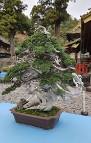 A well-crafted bonsai tree with intricate branches and lush green foliage is placed in a rectangular pot. The tree's trunk and branches have a weathered, twisted appearance. In the background, traditional architecture with ornate roofs is partially visible, and tall trees create a serene and natural setting.