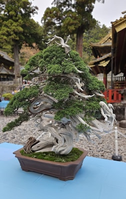 A well-crafted bonsai tree with intricate branches and lush green foliage is placed in a rectangular pot. The tree's trunk and branches have a weathered, twisted appearance. In the background, traditional architecture with ornate roofs is partially visible, and tall trees create a serene and natural setting.