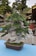 A well-crafted bonsai tree with intricate branches and lush green foliage is placed in a rectangular pot. The tree's trunk and branches have a weathered, twisted appearance. In the background, traditional architecture with ornate roofs is partially visible, and tall trees create a serene and natural setting.