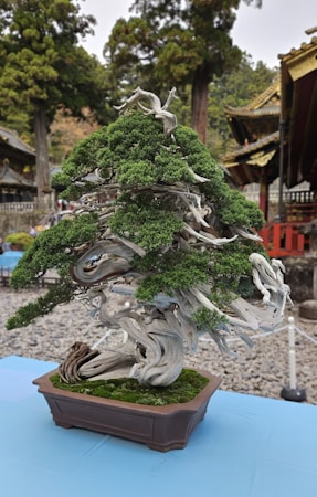 A well-crafted bonsai tree with intricate branches and lush green foliage is placed in a rectangular pot. The tree's trunk and branches have a weathered, twisted appearance. In the background, traditional architecture with ornate roofs is partially visible, and tall trees create a serene and natural setting.
