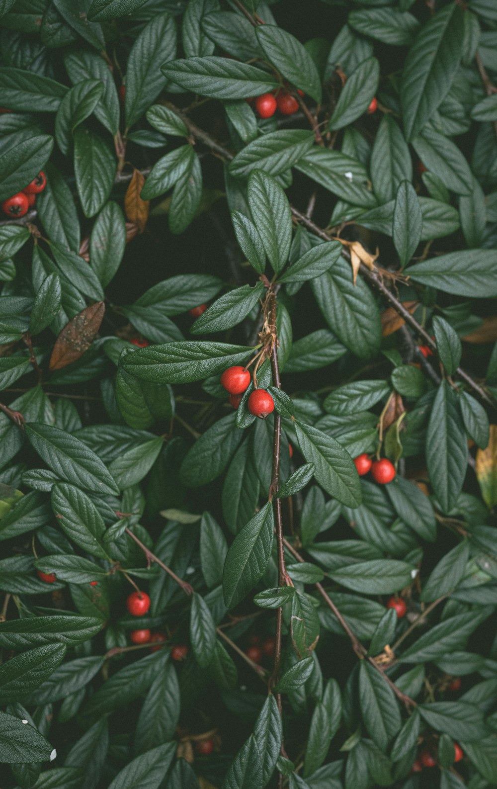 a bush with red berries and green leaves