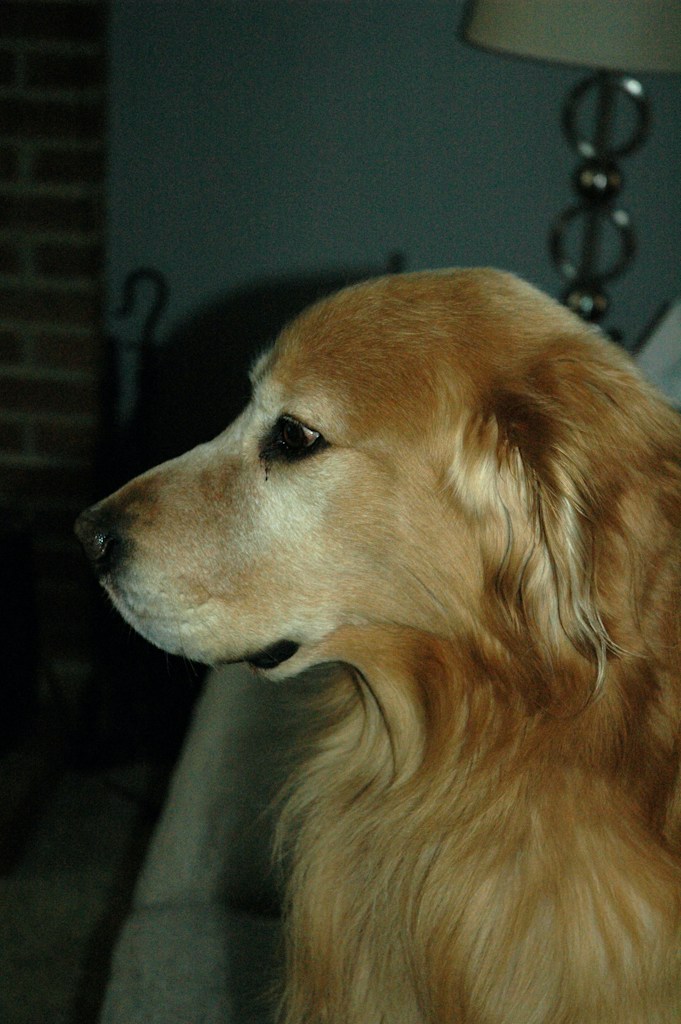 The Classic Portrait