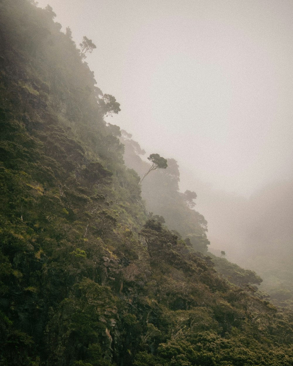 a lone tree on the side of a mountain in the fog