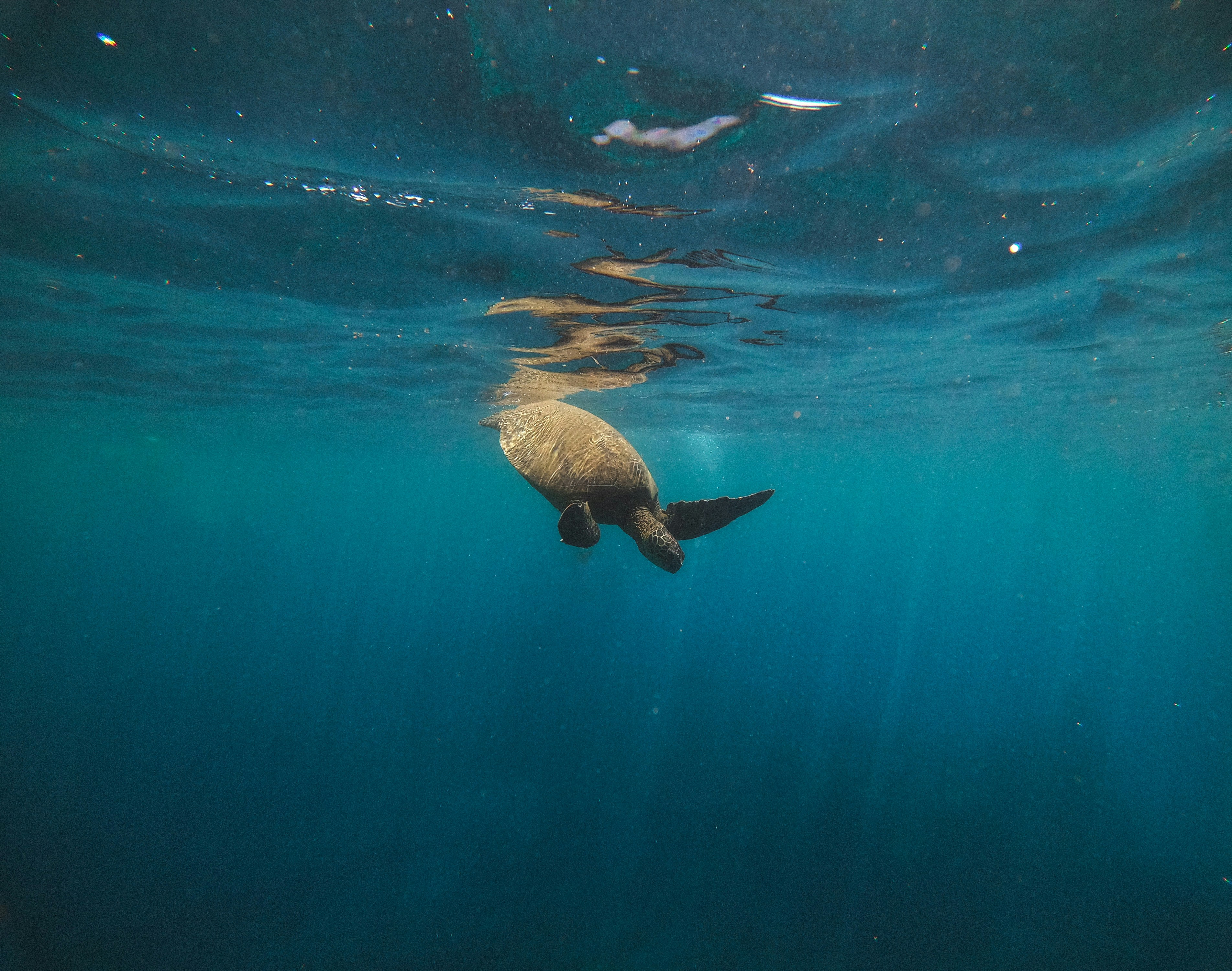 hawaiian green sea turtle diving in the ocean off Montage Kapalua bay 