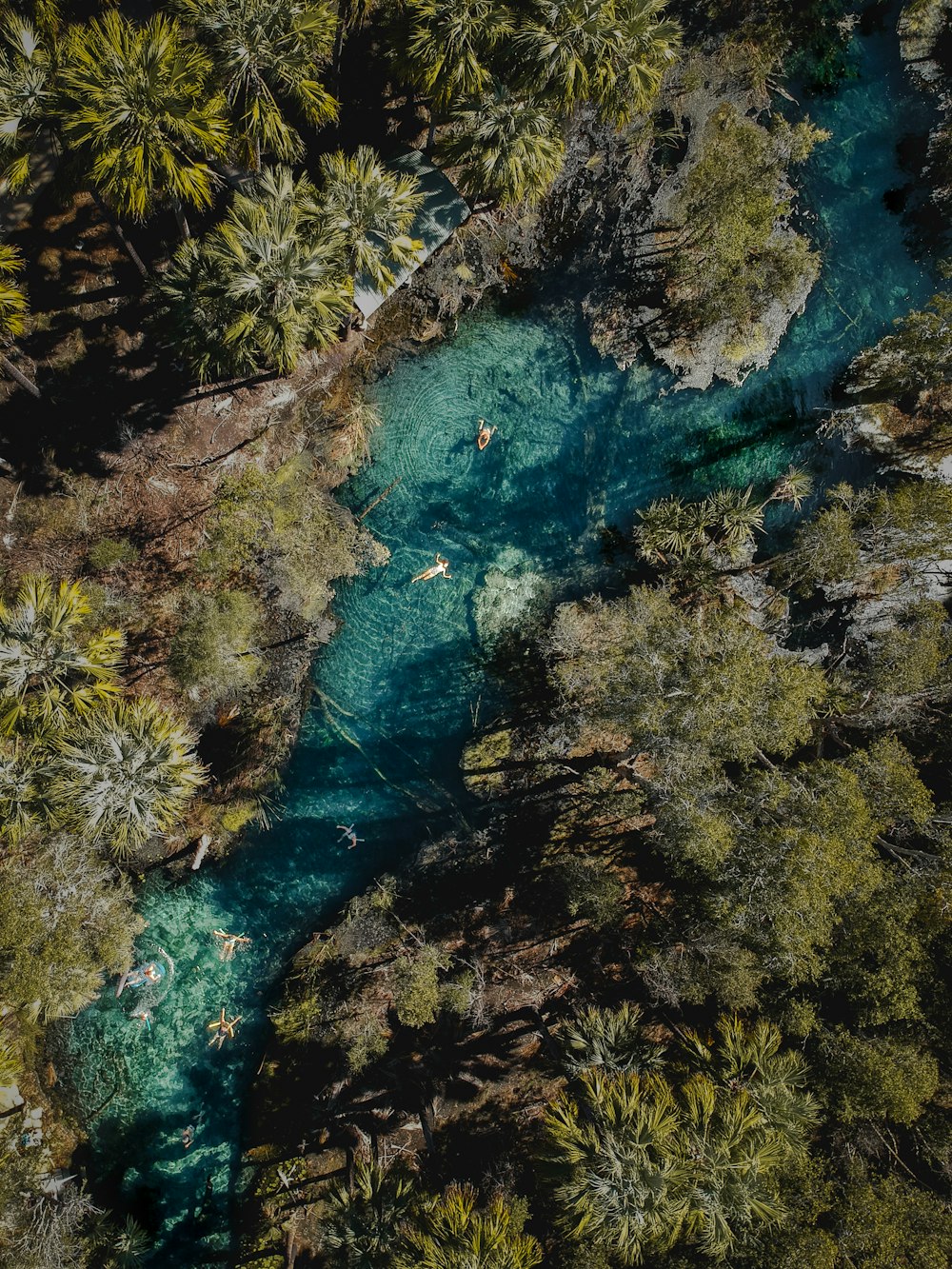 a river running through a lush green forest