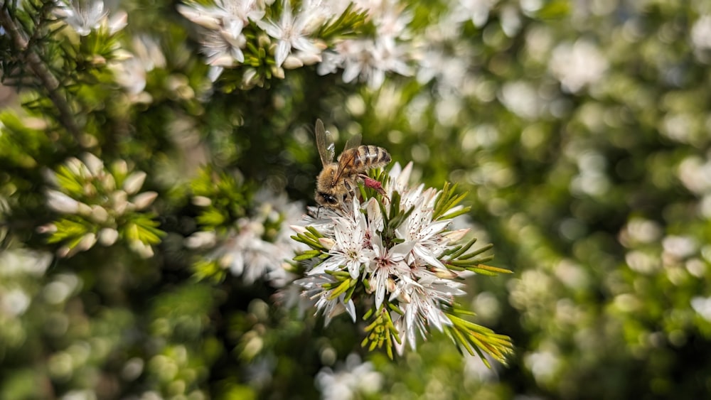 a bee sitting on top of a white flower