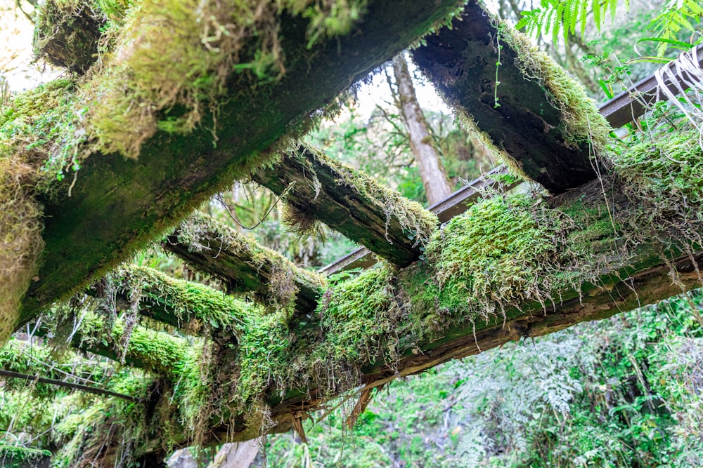 a moss covered bridge in the middle of a forest